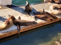 sea Ã¢â¬â¹Ã¢â¬â¹lions lie on a boat pier Los Angeles Marina Del Ray Royalty Free Stock Photo